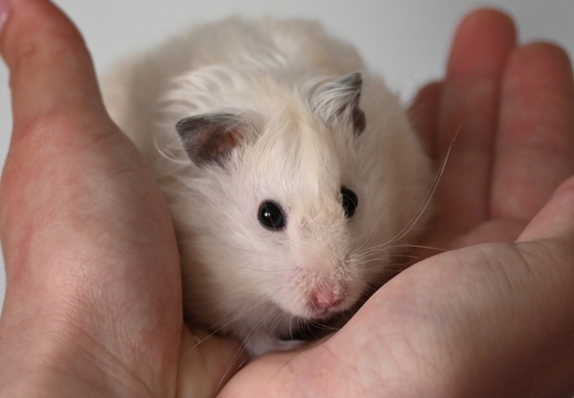 Tiere